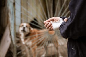 dog bite injury California